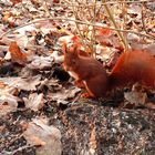 Ecureuil roux dans les bois