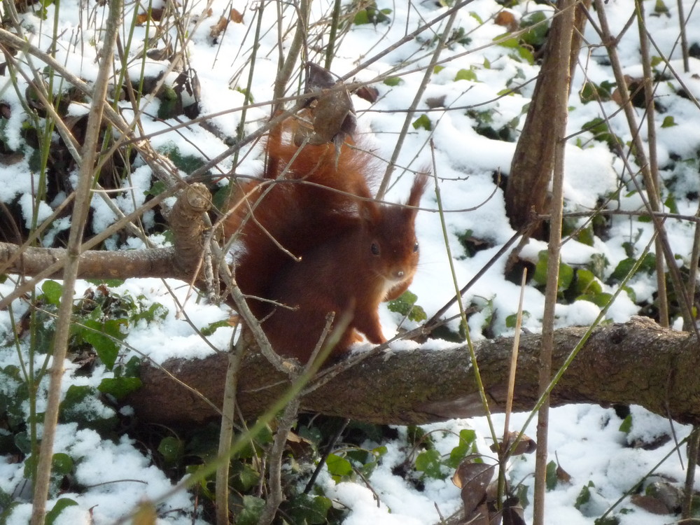 Ecureuil roux en pleine hiver