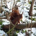 Ecureuil roux en pleine hiver