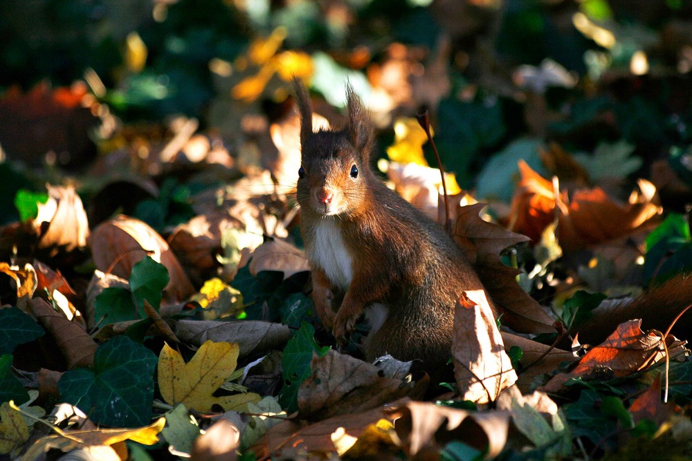 Ecureuil roux en sous bois