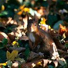 Ecureuil roux en sous bois