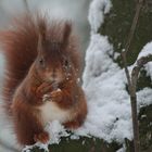 Ecureuil sous la neige