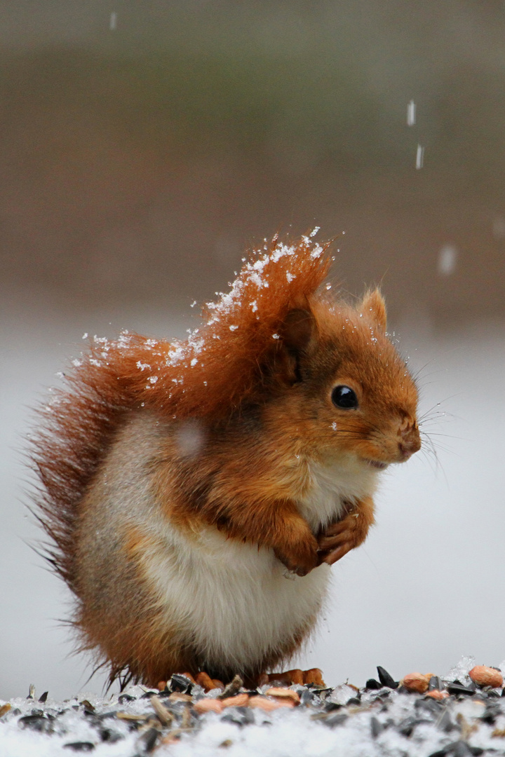 Ecureuil sous la neige