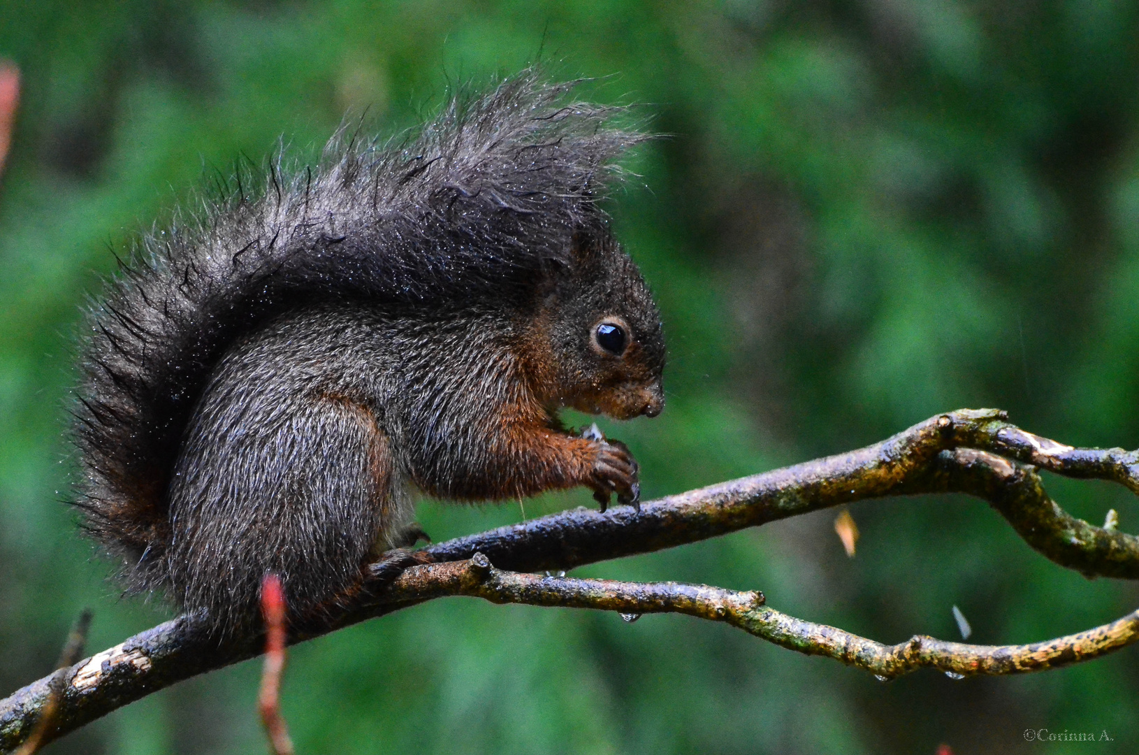 Ecureuil sous la pluie