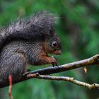 Ecureuil sous la pluie