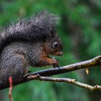 Ecureuil sous la pluie