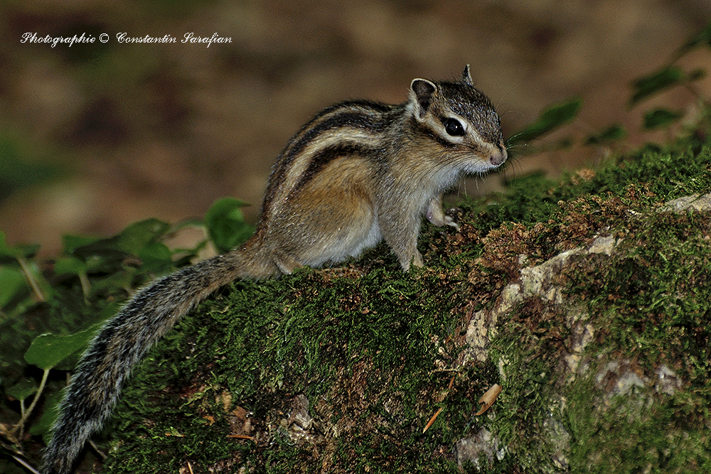 Ecureuil (Squirrel)