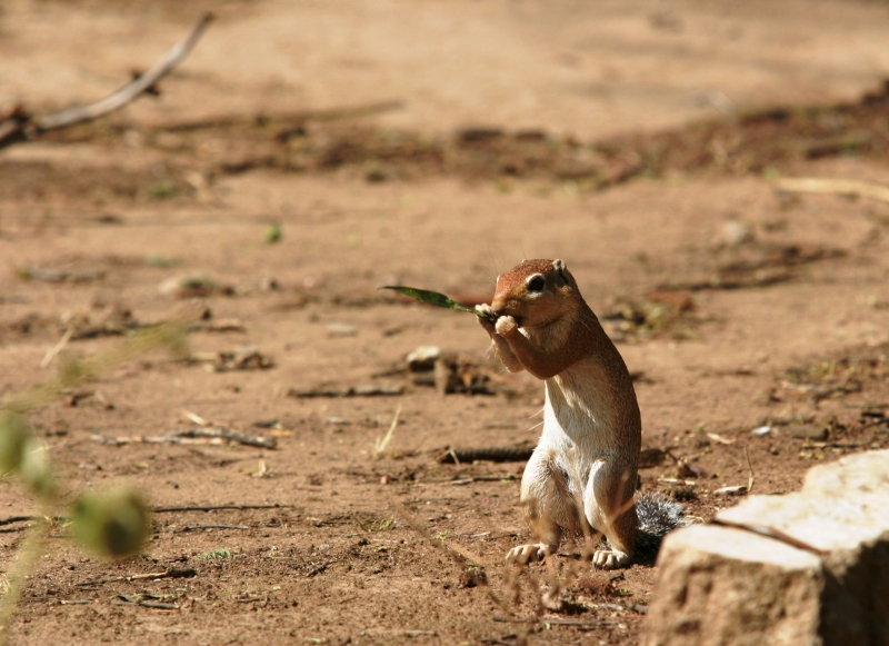 Ecureuil (Squirrel) - Samburu / Kenya - Grignotage ! (Recadré suite com avisé de JB)