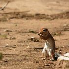 Ecureuil (Squirrel) - Samburu / Kenya - Grignotage ! (Recadré suite com avisé de JB)