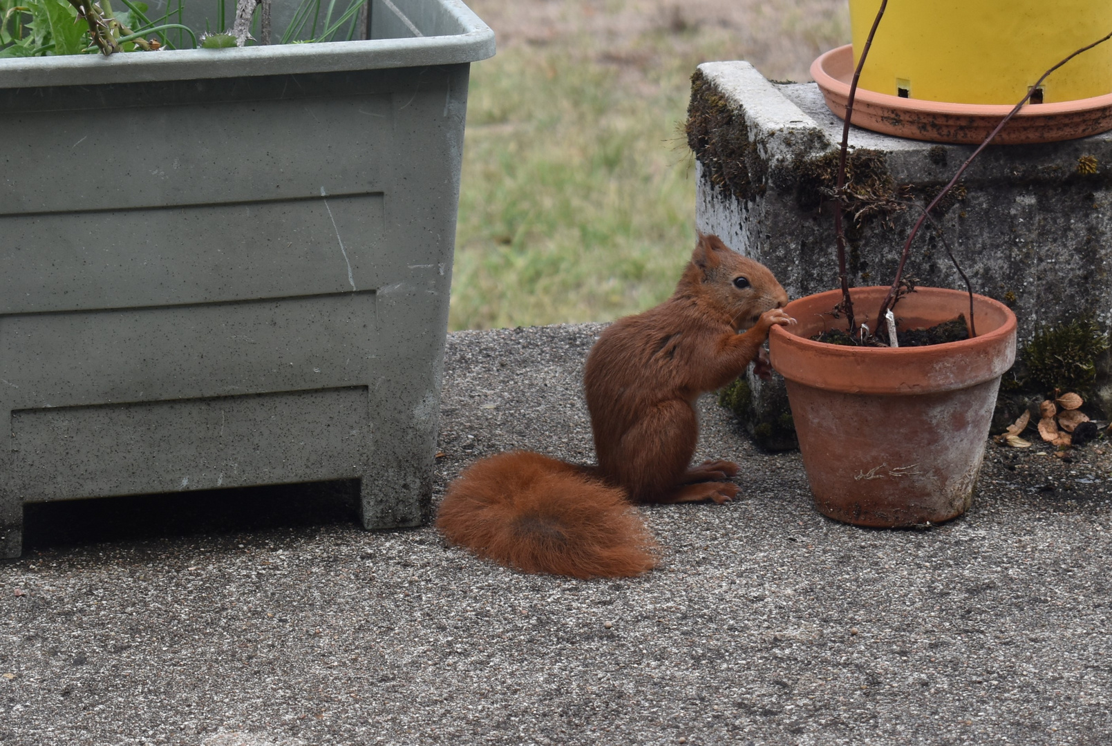 Ecureuil sur la terrasse