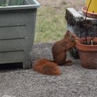 Ecureuil sur la terrasse