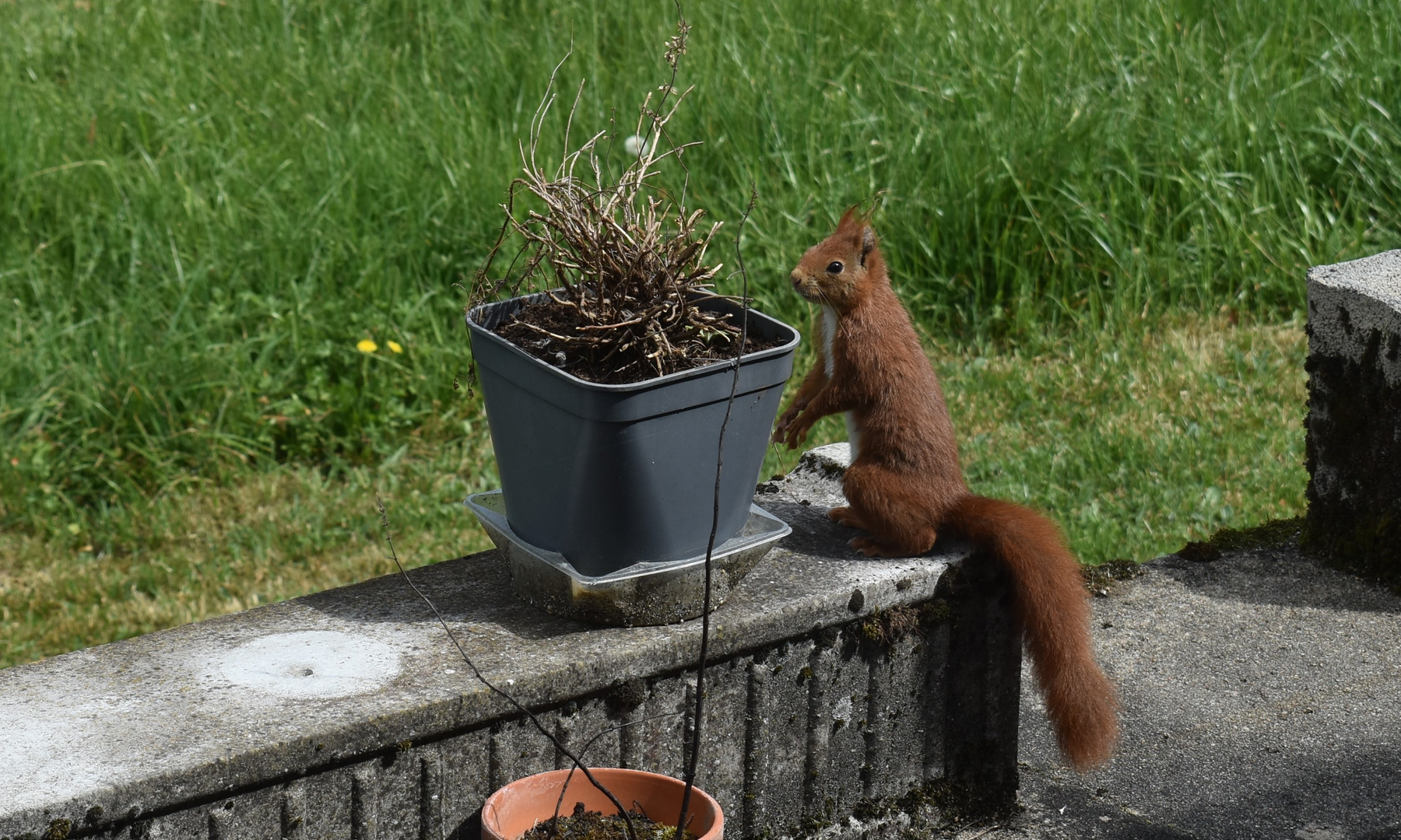 Ecureuil sur la terrasse 2