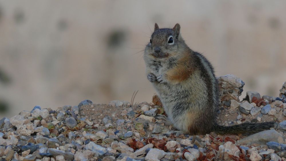 Ecureuil terrestre doré- Spermophilus lateralis