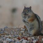 Ecureuil terrestre doré- Spermophilus lateralis