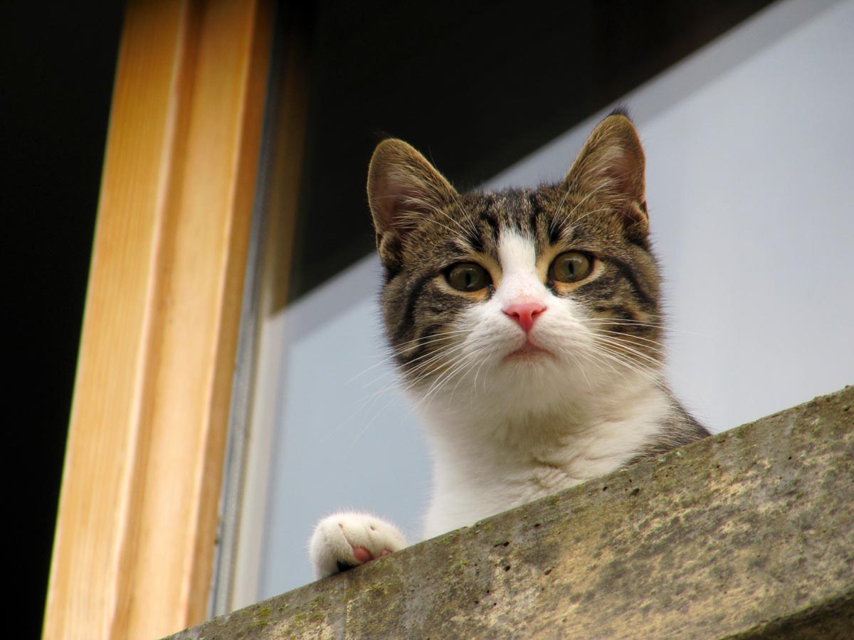 Ed io, gattino di casa...