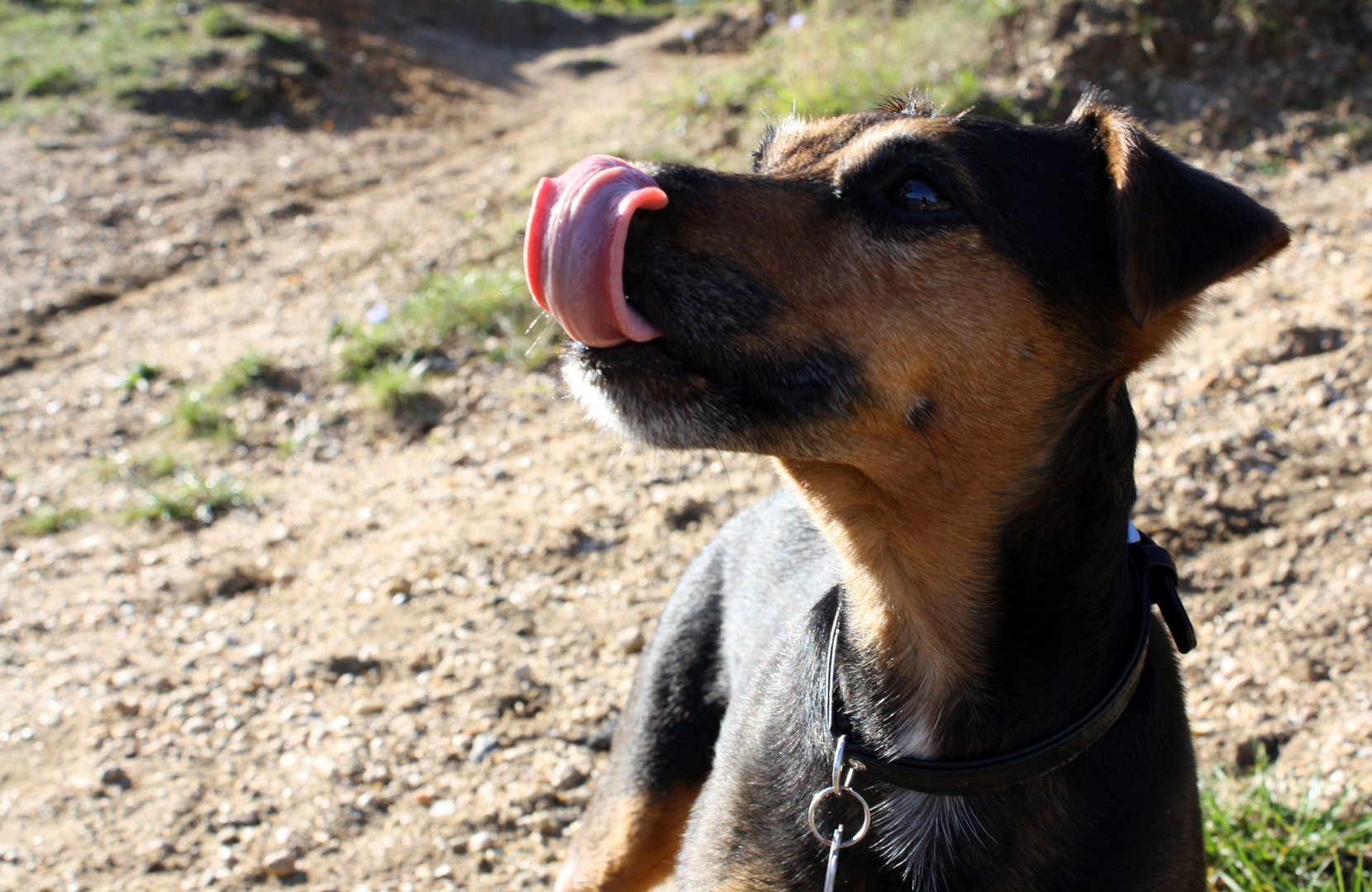 Ed von Schleck. Foto & Bild hund, tiere, haustiere Bilder auf