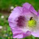 Mohnblume mit Besuch