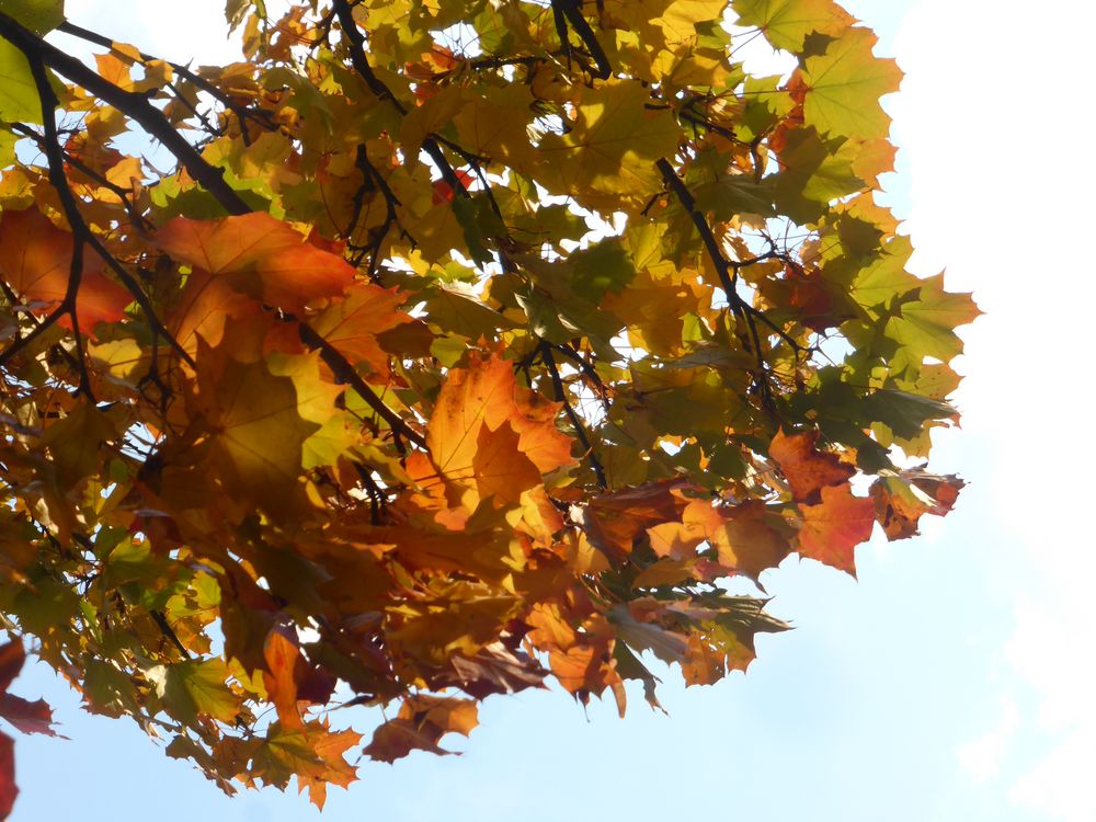 Herbstlaub von Helga Hartmann