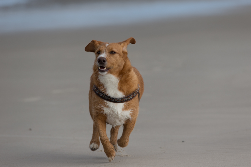 Eddie auf dem Kniepsand