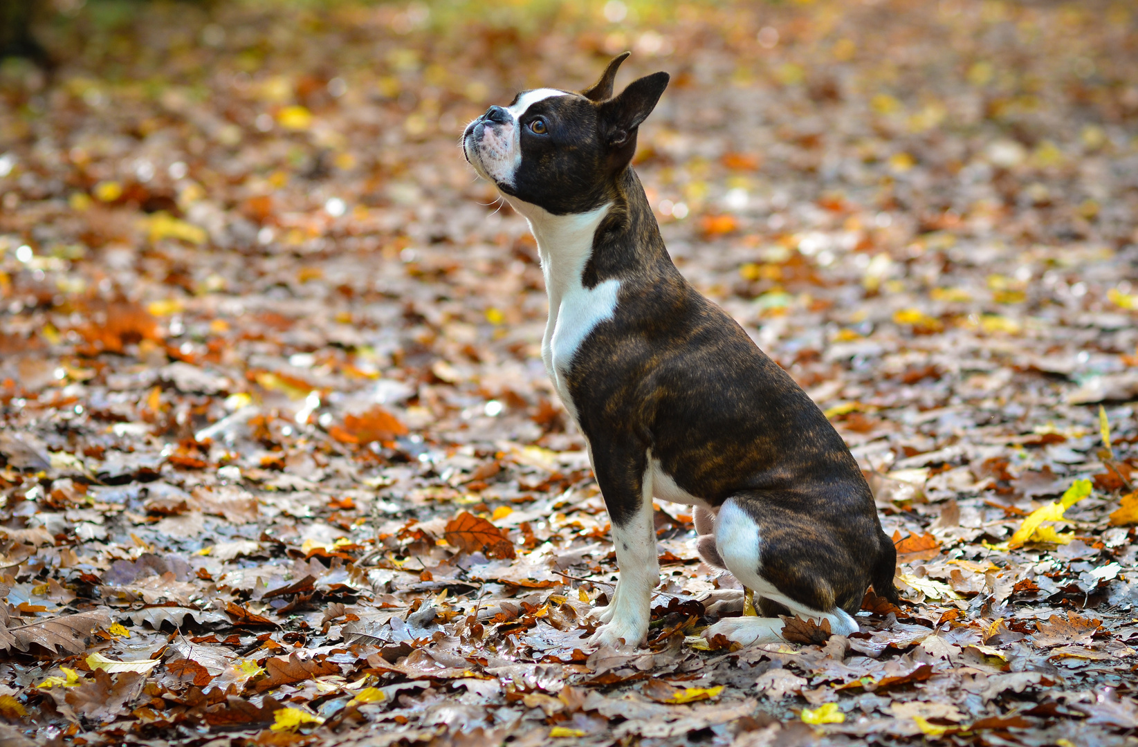 Eddie, Boston Terrier