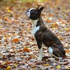 Eddie, Boston Terrier