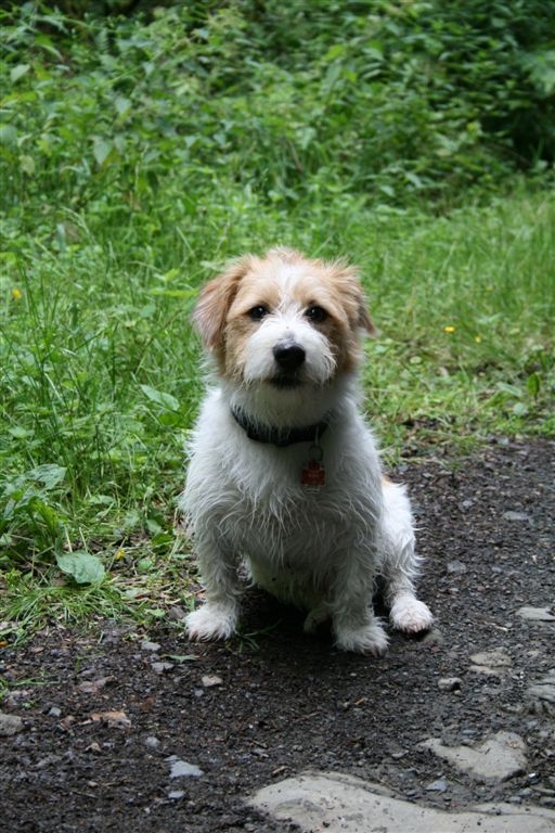 Eddie im Westerwald