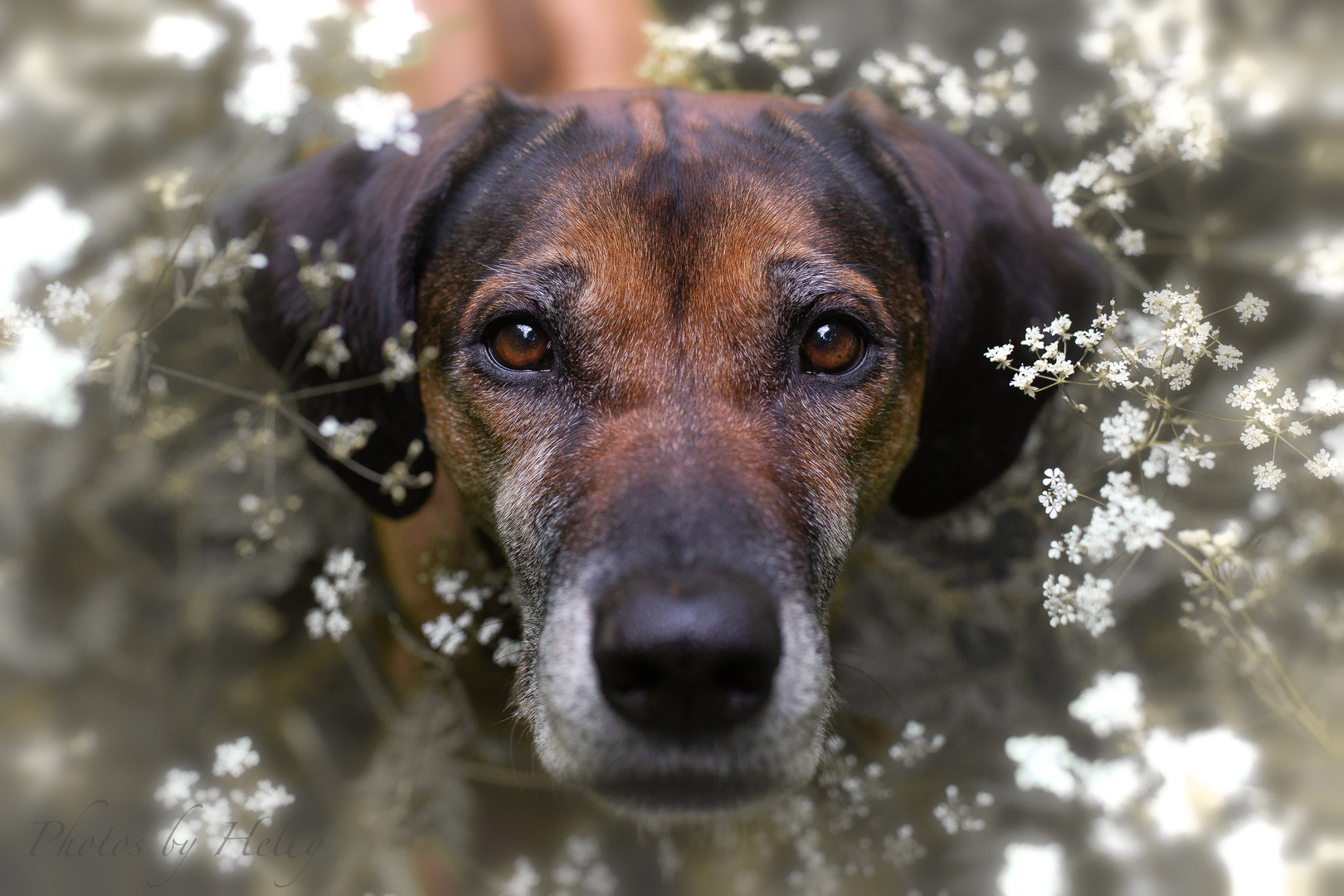 Eddie - Rhodesian Ridgeback - 10 Jahre