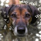 Eddie - Rhodesian Ridgeback - 10 Jahre