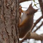 Eddie Tthe Squirrel visiting