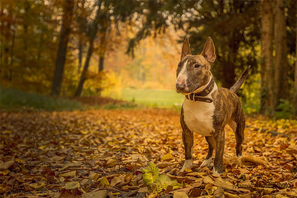 Eddy im Gold des Waldes