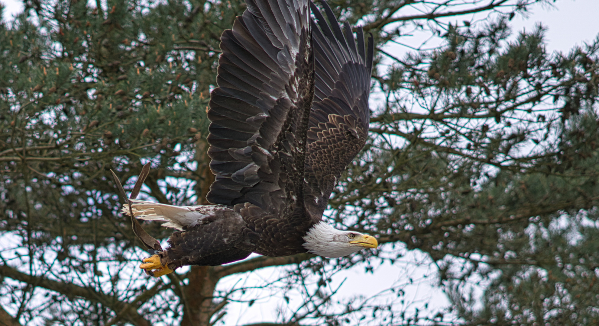 Eddy the eagle