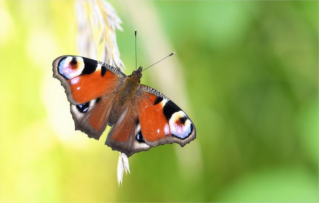 *Edel & farbenprächtig*