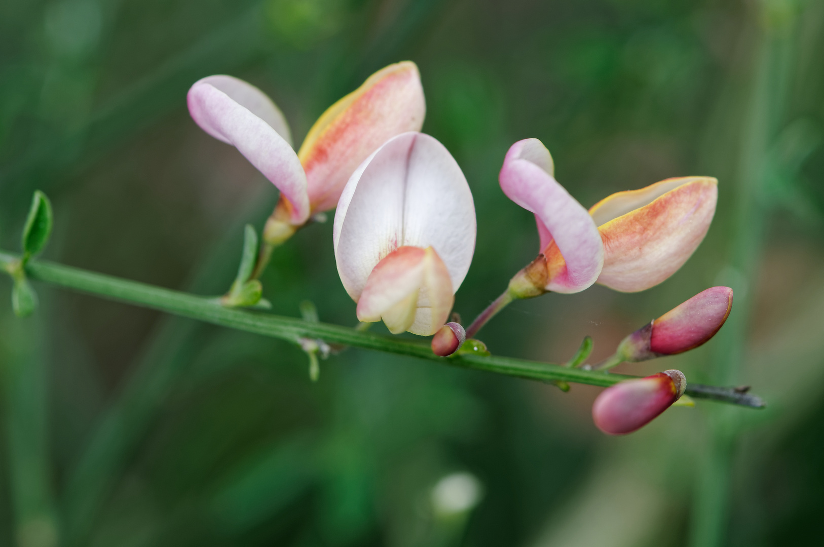 Edel-Ginster (Blüten)