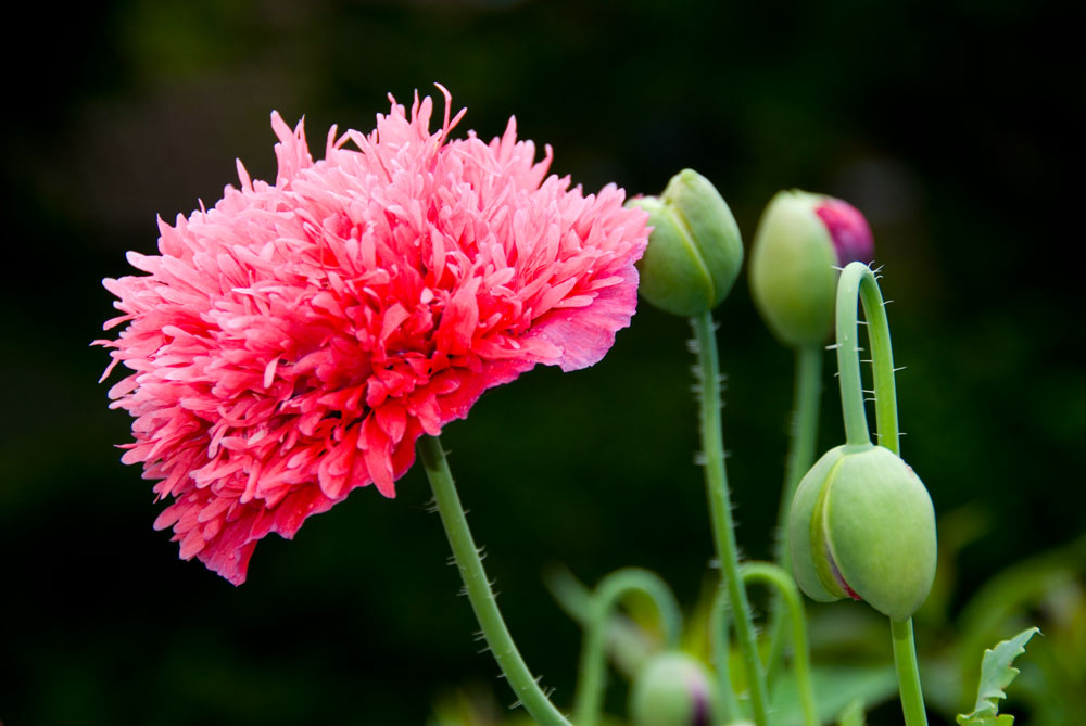 (Edel)- Mohn