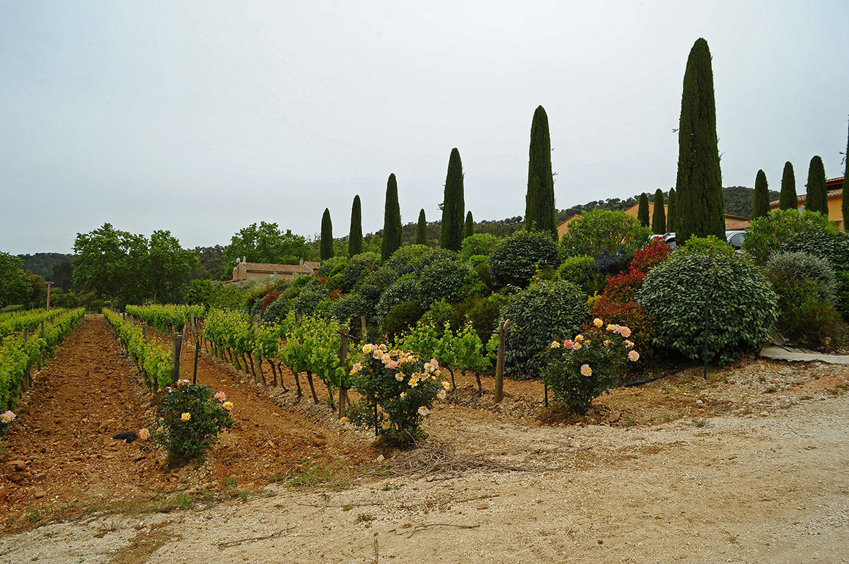 Edel-Weinberg mit Rosen / Vignoble noble avec des roses