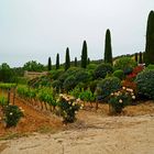 Edel-Weinberg mit Rosen / Vignoble noble avec des roses