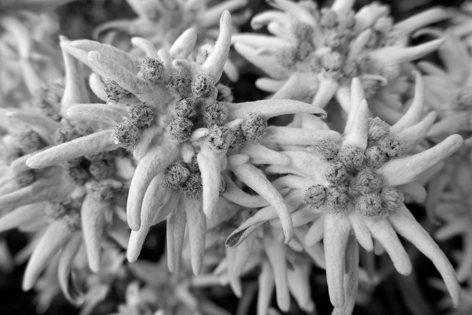 Edel-WEISS Foto & Bild | pflanzen, pilze & flechten, blüten ...