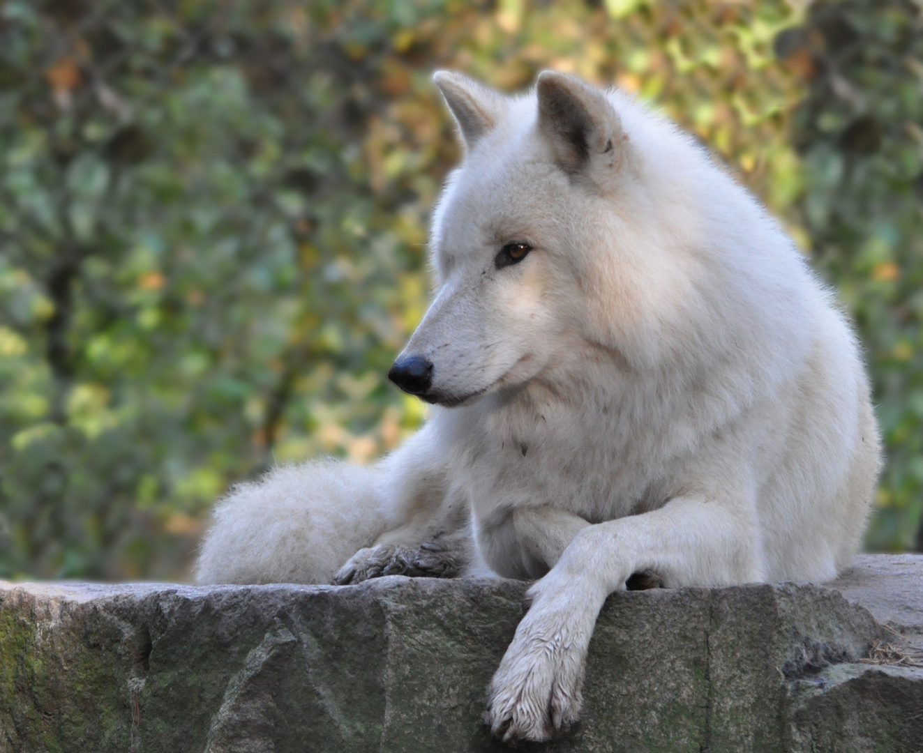 Edel & Weiß = Wolf NORAN