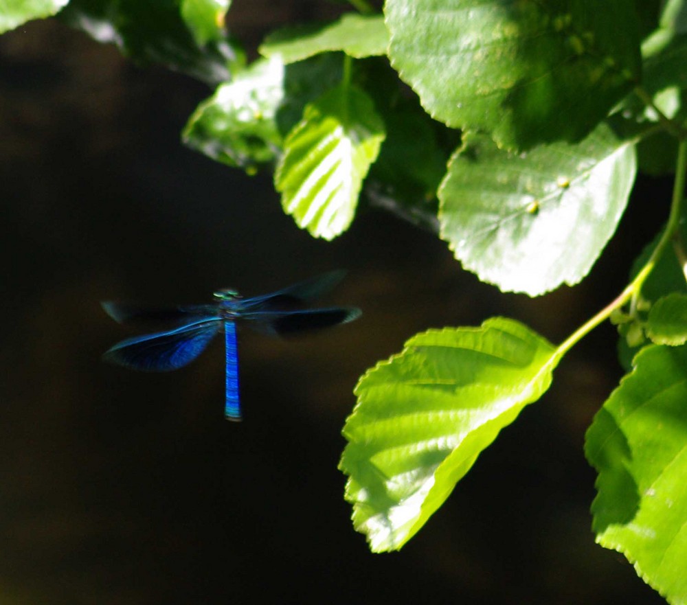 EdelBlauLibelle oder soo