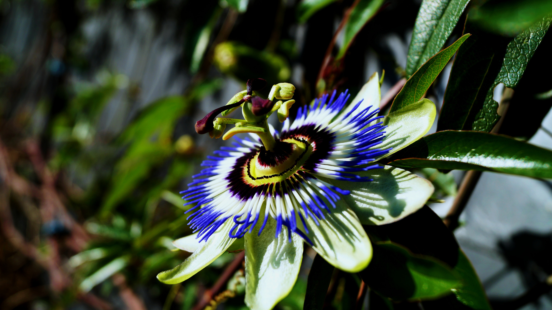 Edelblüte