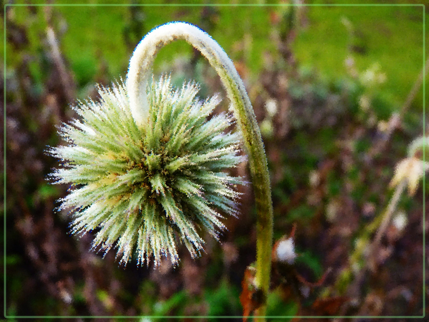 Edeldistel 