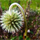 Edeldistel 