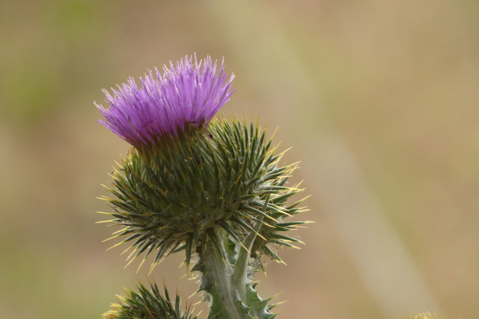 Edeldistel