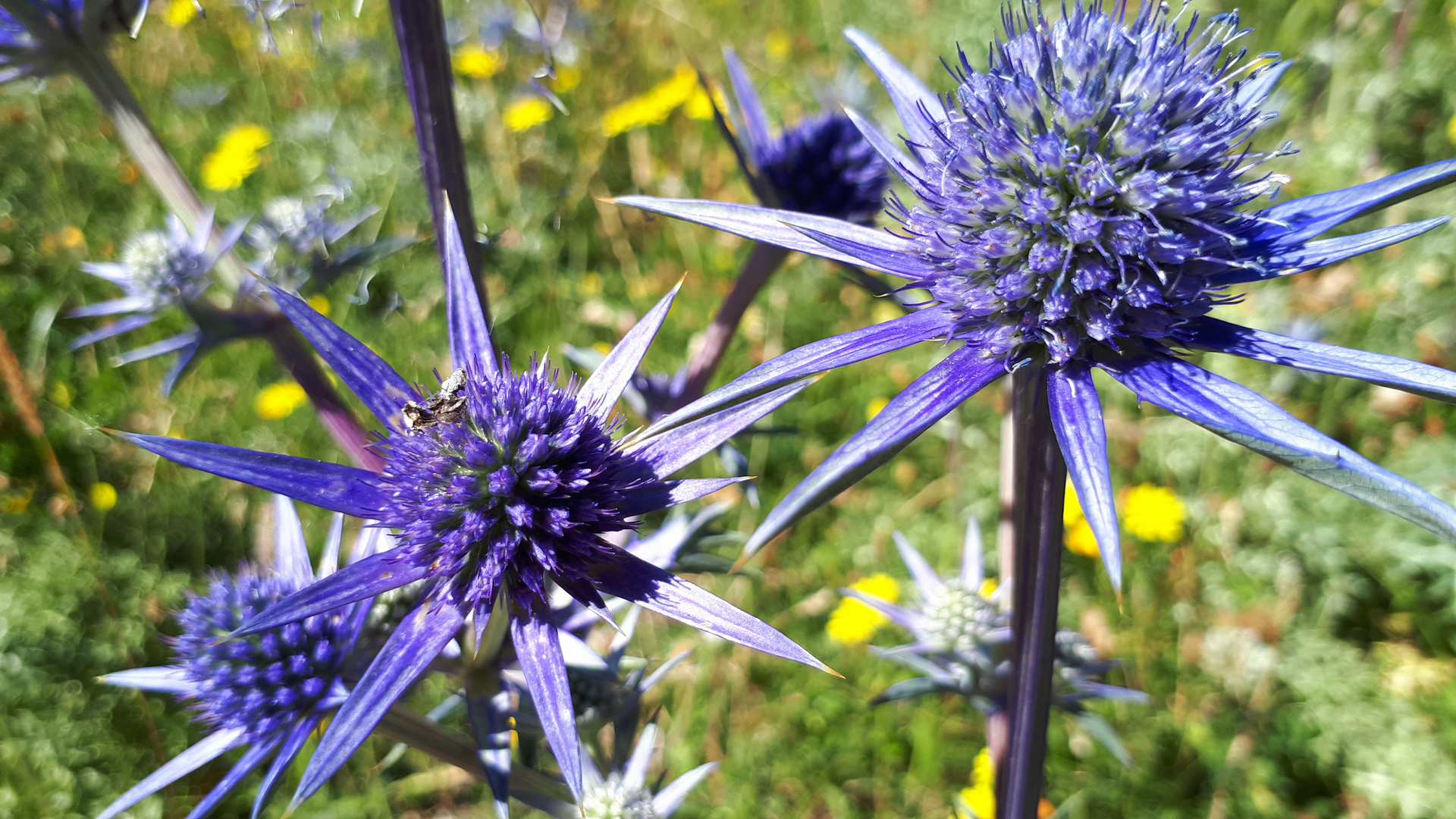 Edeldistel