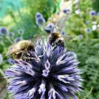 Edeldistel mit Besuch