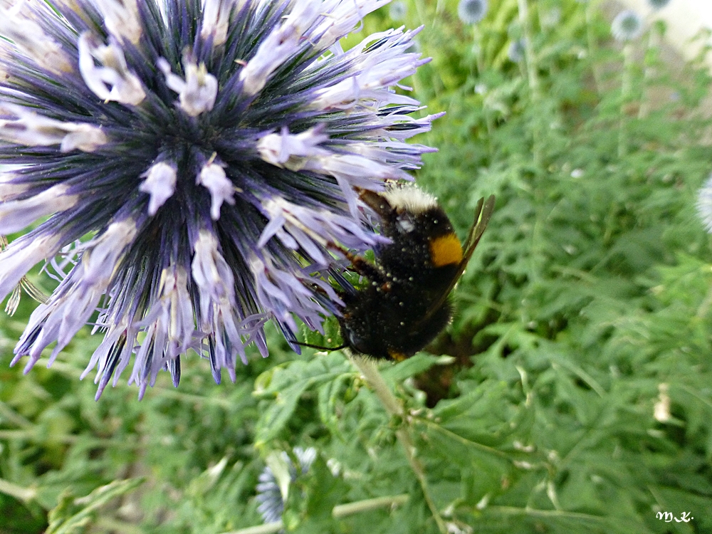 Edeldistel mit Hummel