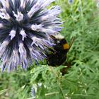 Edeldistel mit Hummel