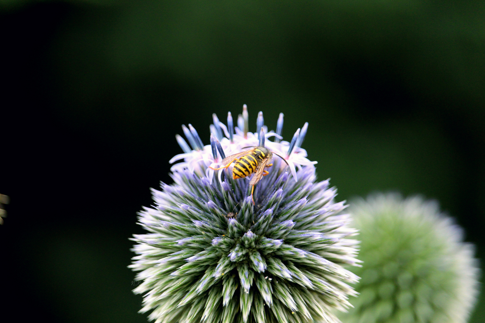 Edeldistel mit Wespe