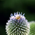 Edeldistel mit Wespe