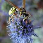 Edeldistel mit Wespe !!!